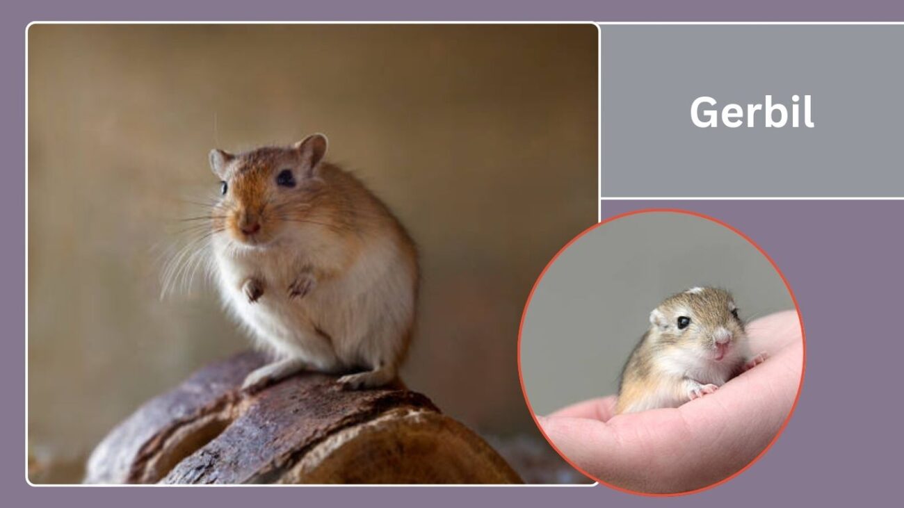 Gerbil