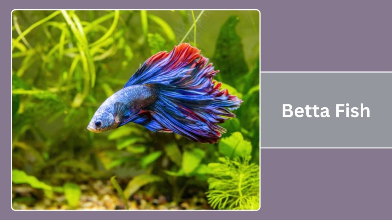 Betta Fish