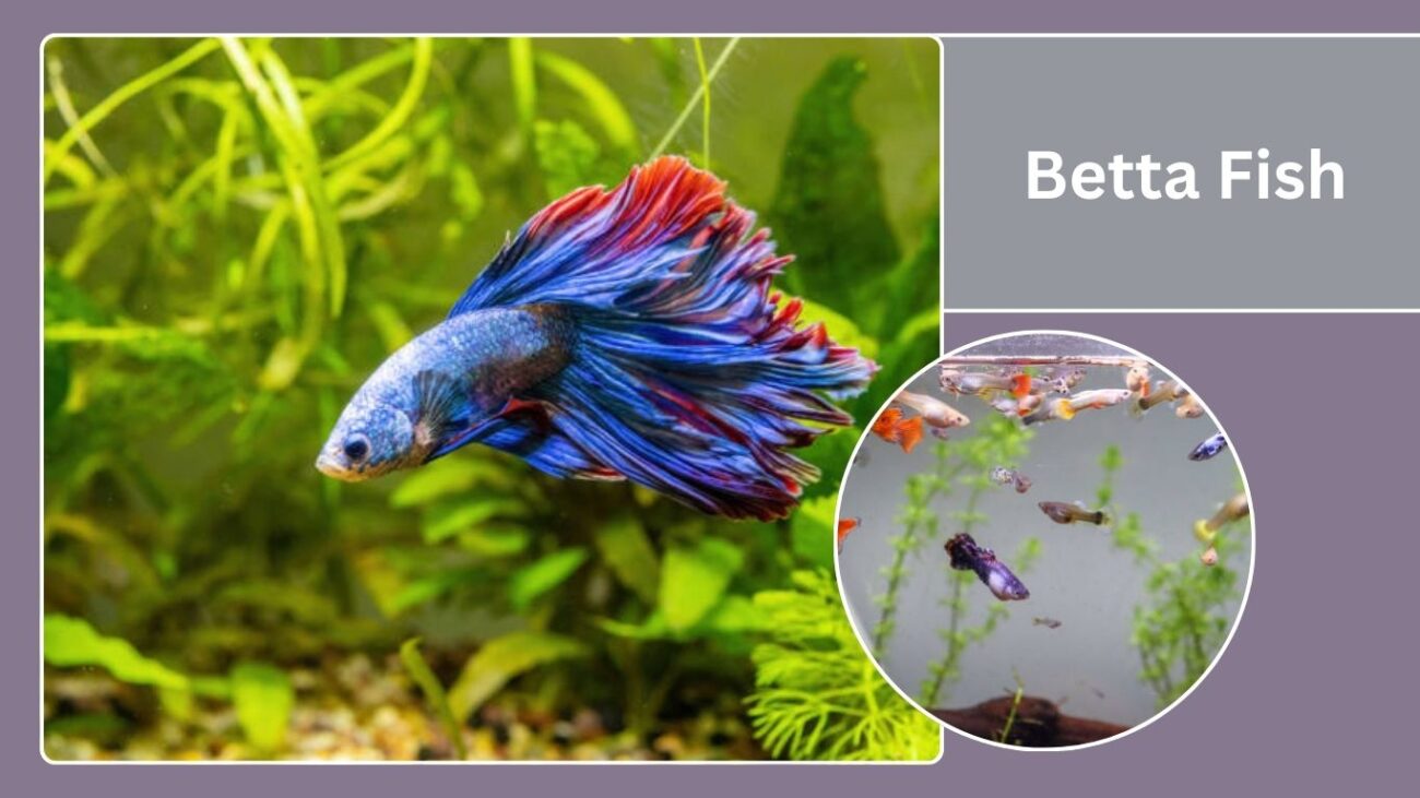 Betta Fish