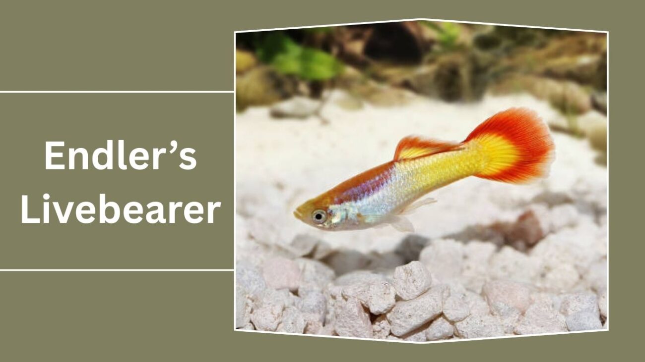 Endler’s Livebearer