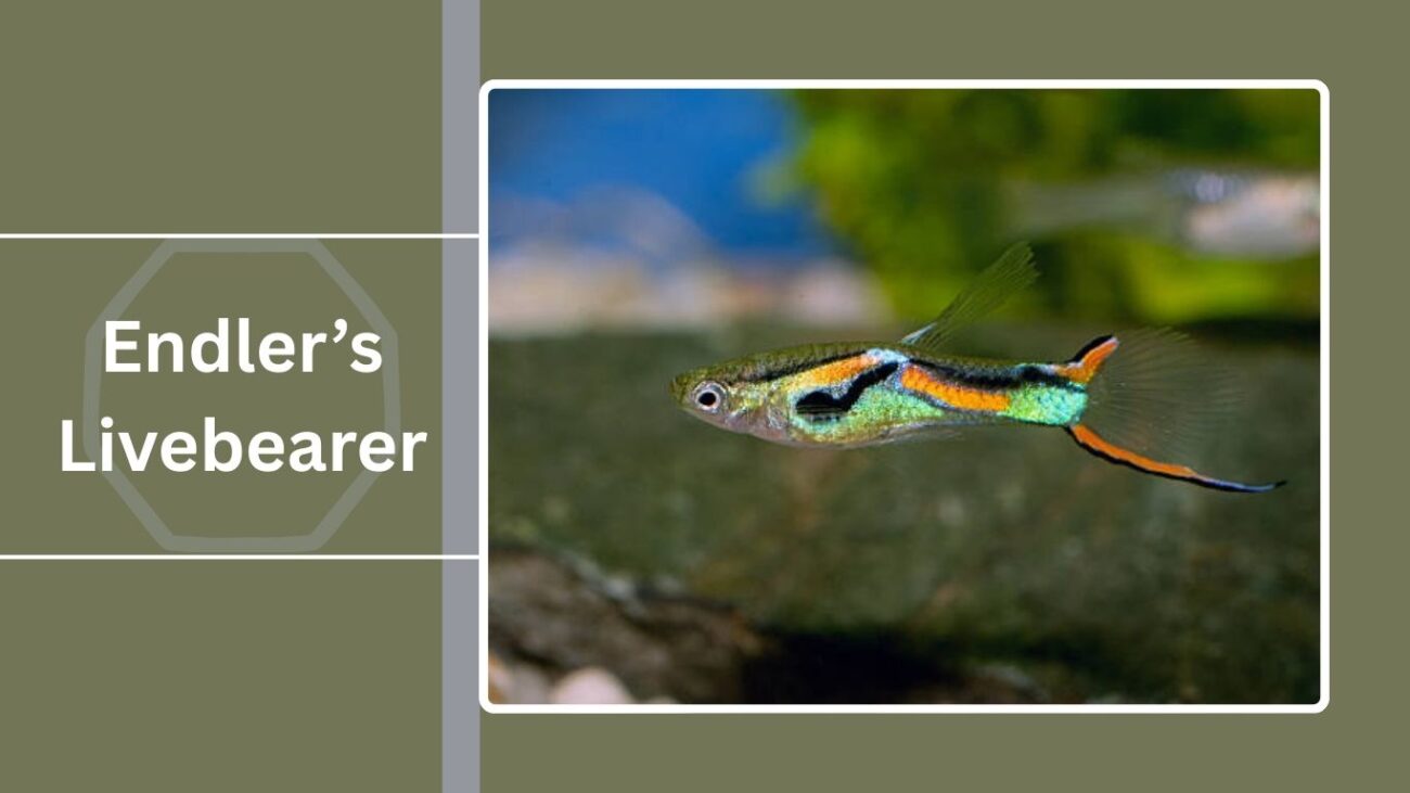 Endler’s Livebearer