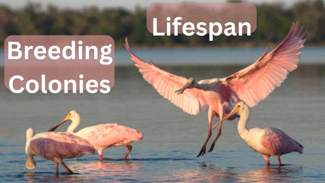 15 Interesting Facts About the Roseate Spoonbill