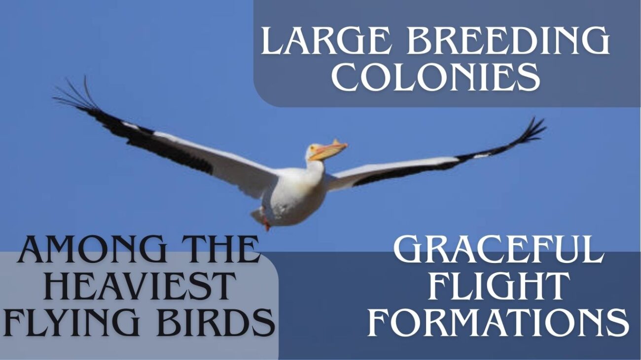 15 Interesting Facts About the American White Pelican