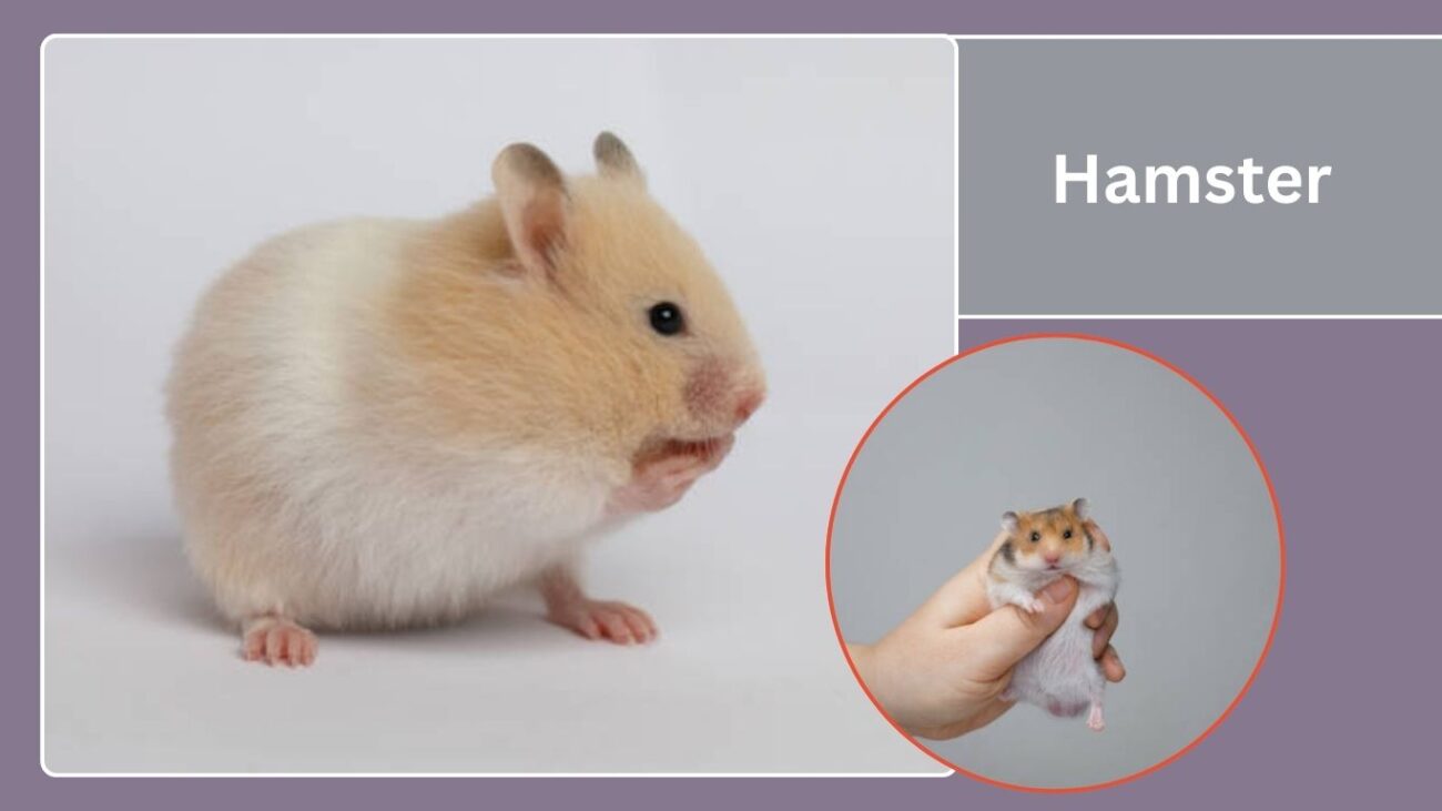 Hamster (Syrian)
