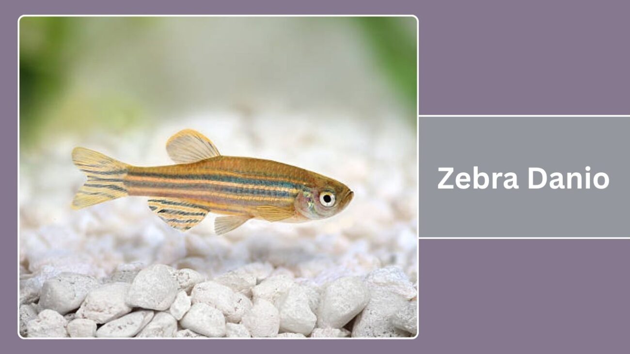 Zebra Danio