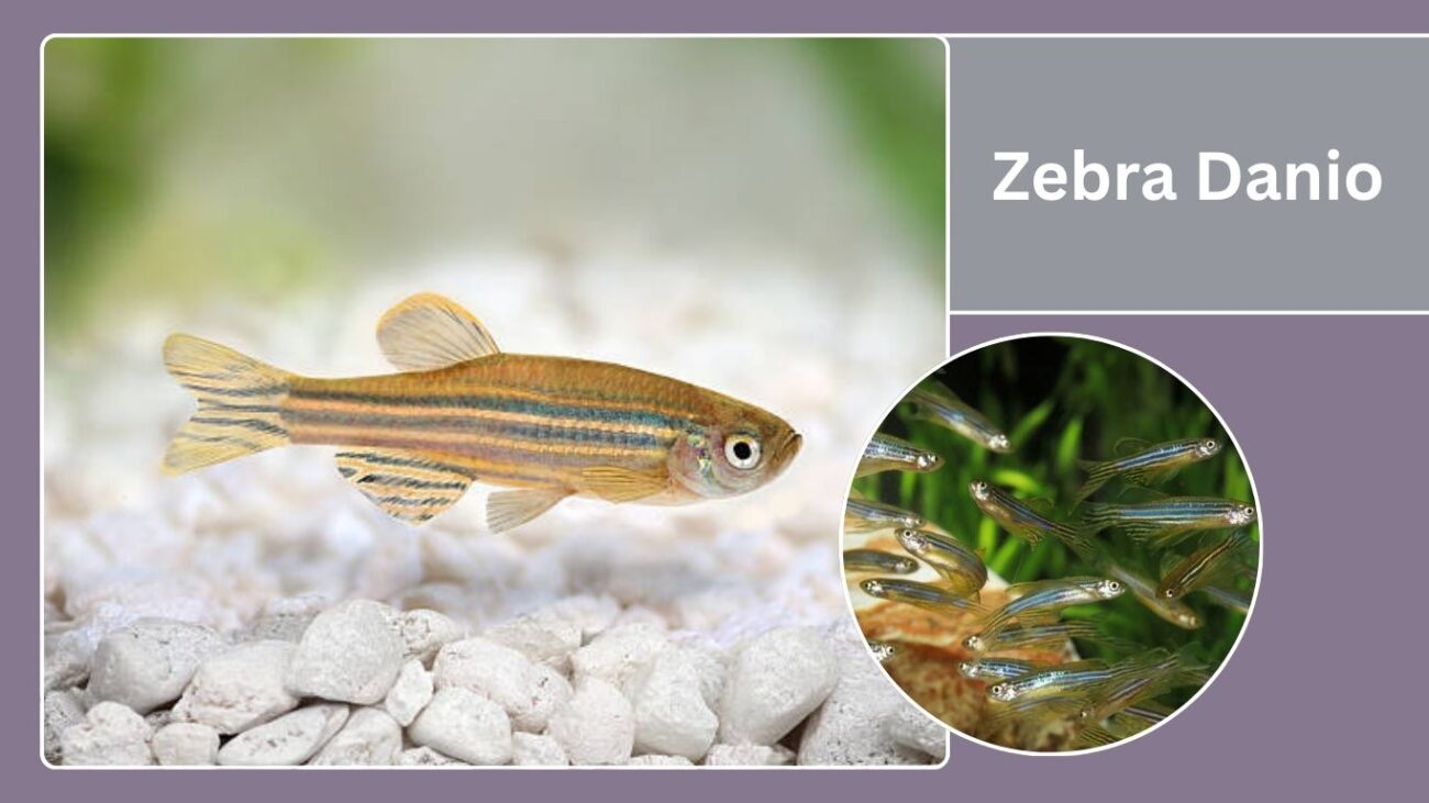 Zebra Danio
