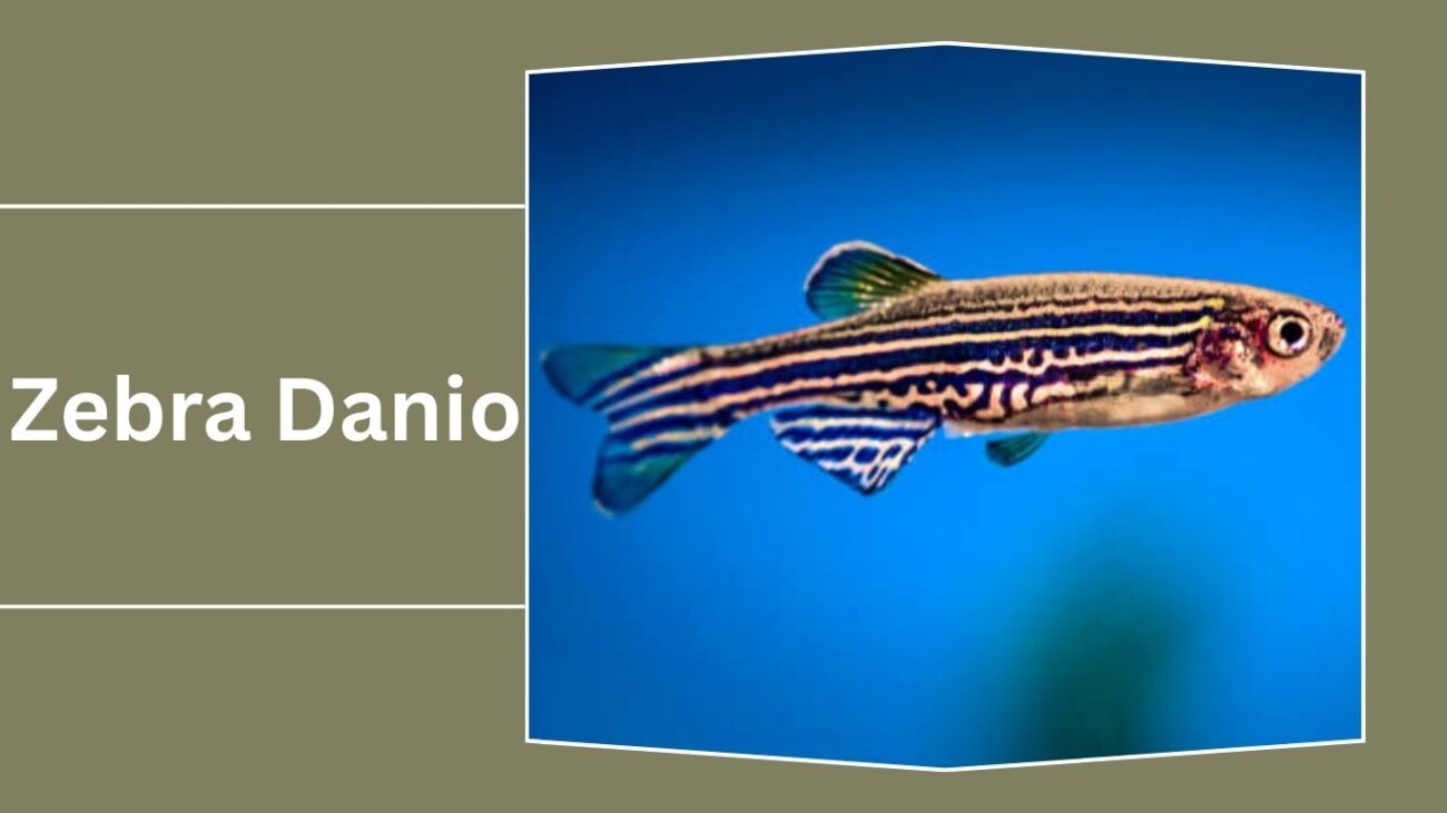 Zebra Danio