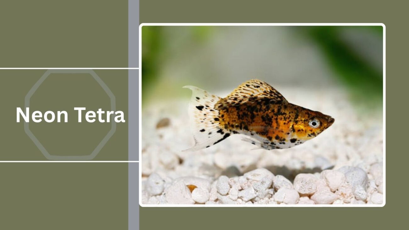 Neon Tetra