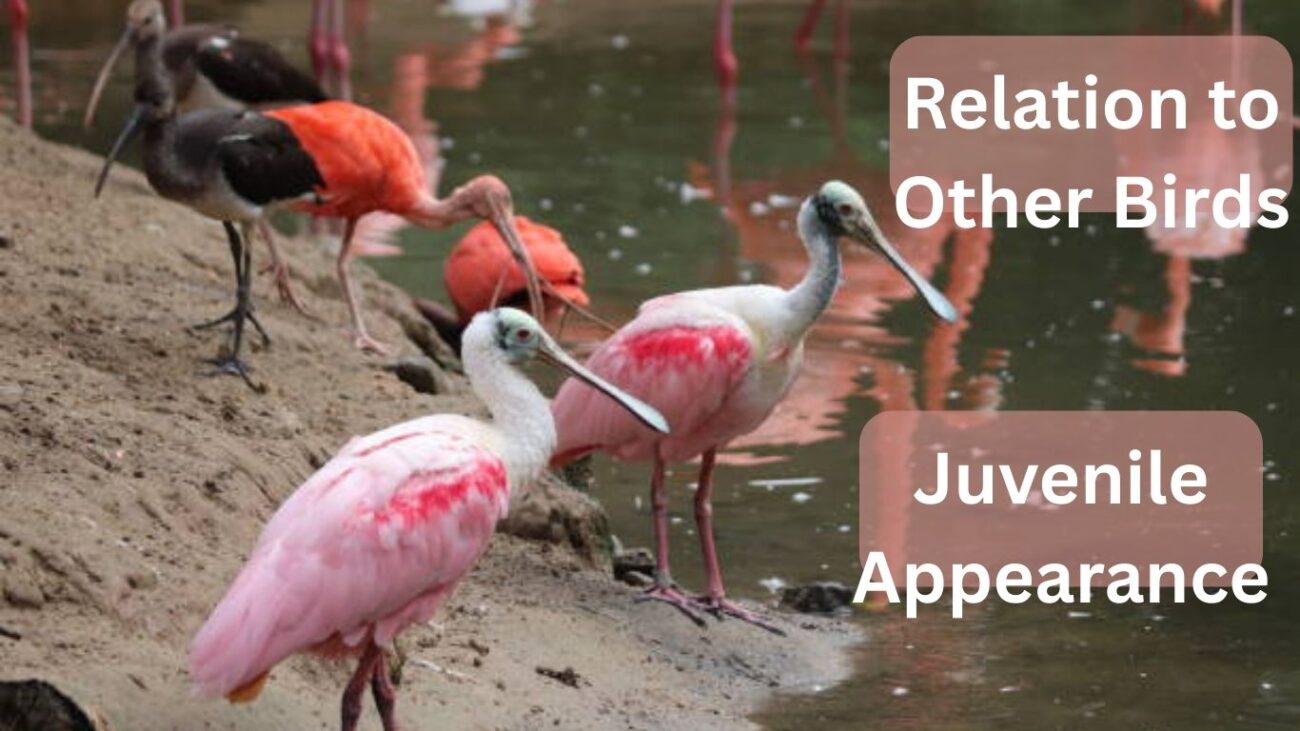 15 Interesting Facts About the Roseate Spoonbill