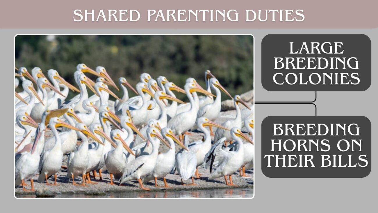 15 Interesting Facts About the American White Pelican