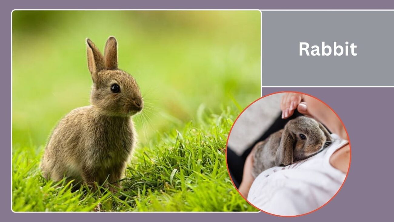 Rabbit (Dwarf breeds)