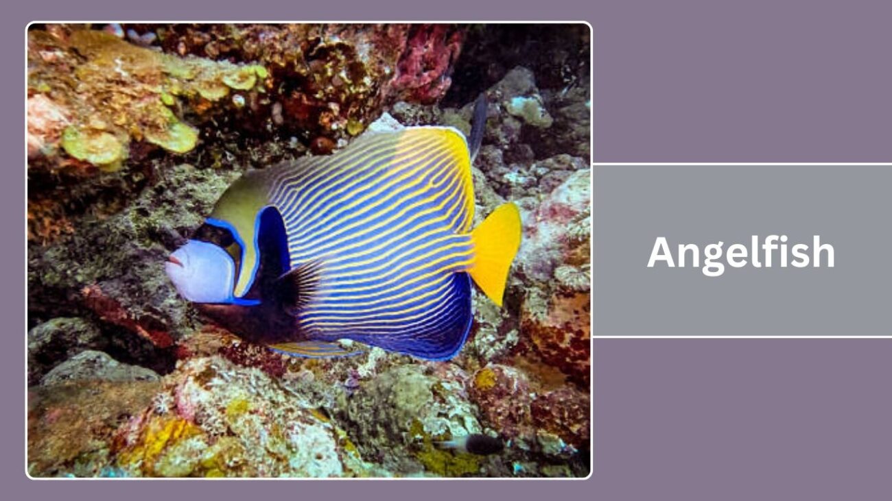 Angelfish