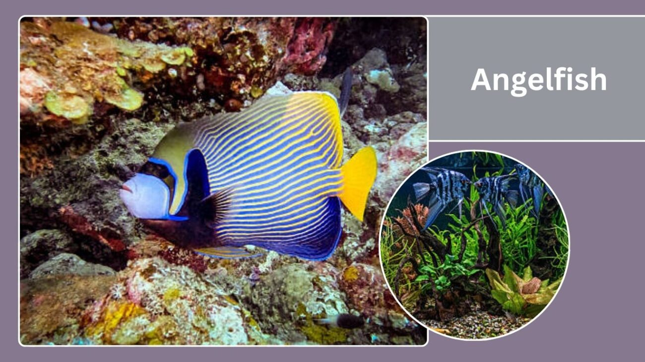Angelfish
