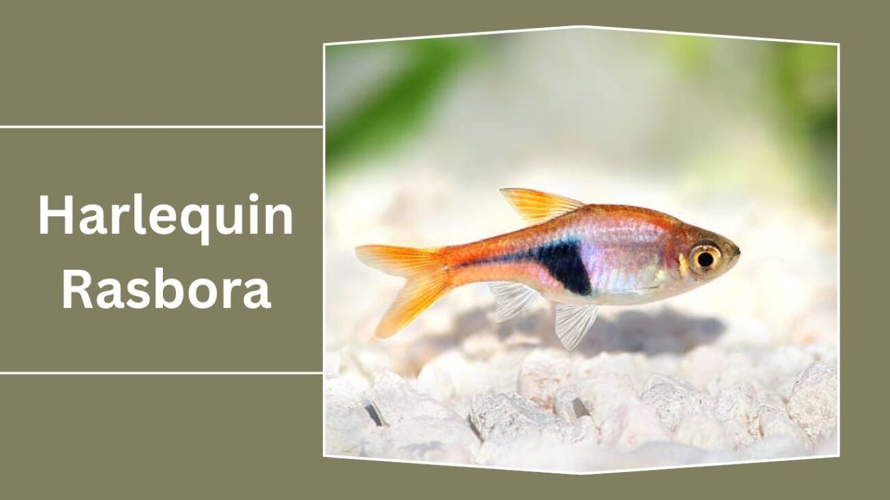 Harlequin Rasbora