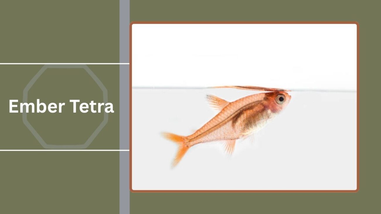 Ember Tetra