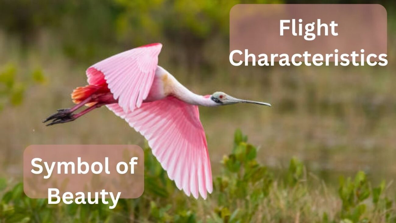15 Interesting Facts About the Roseate Spoonbill