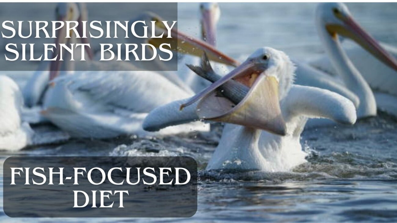 15 Interesting Facts About the American White Pelican