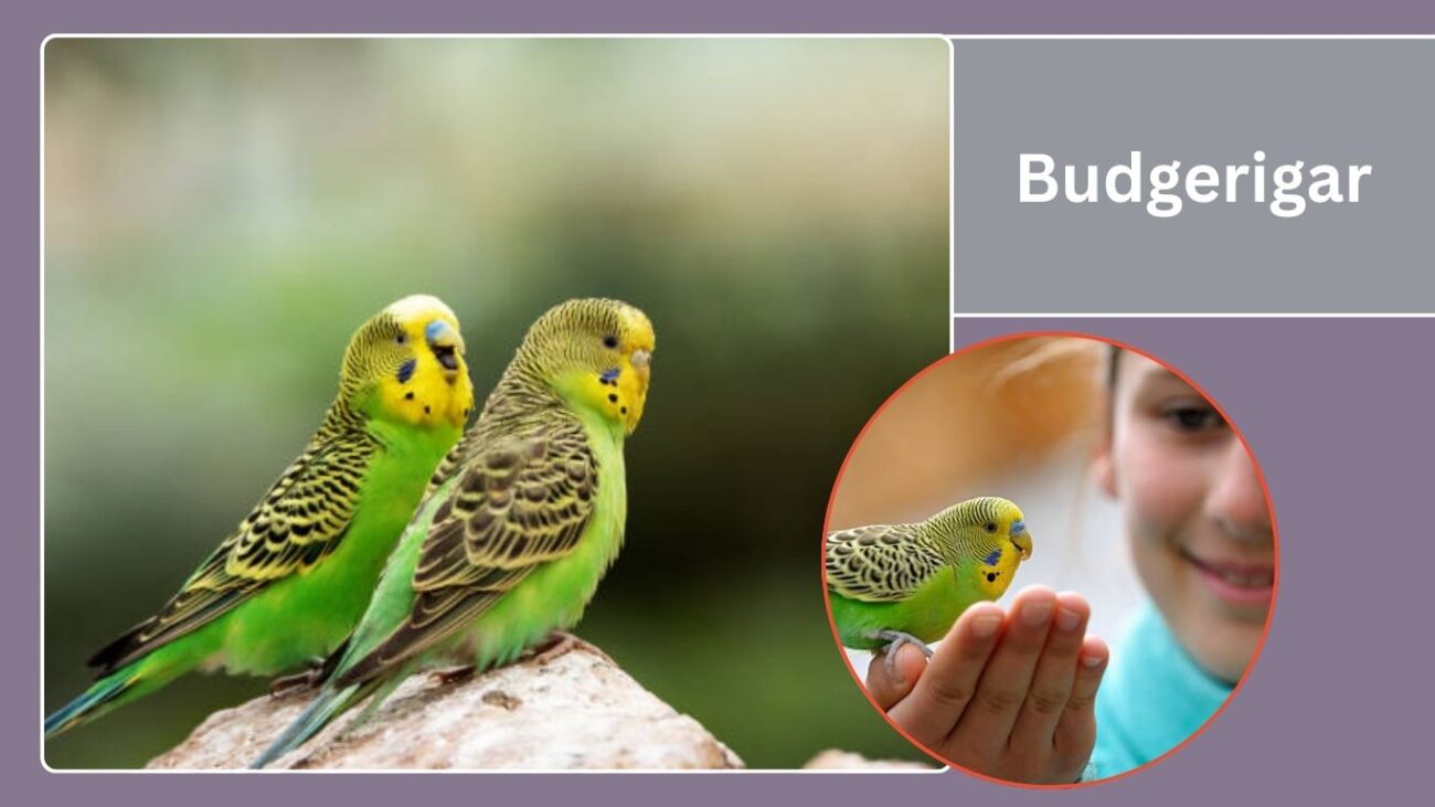 Budgerigar (Parakeet)