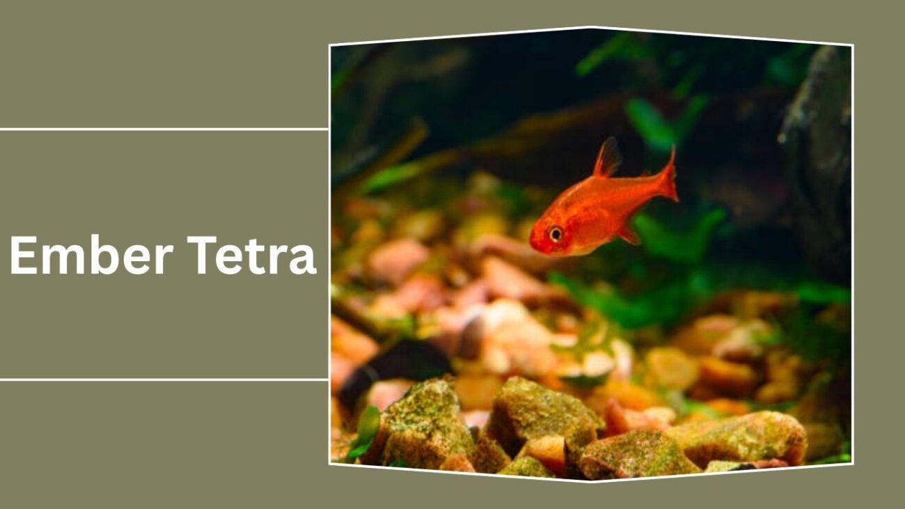 Ember Tetra