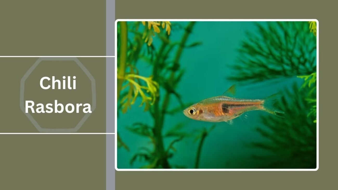 Chili Rasbora