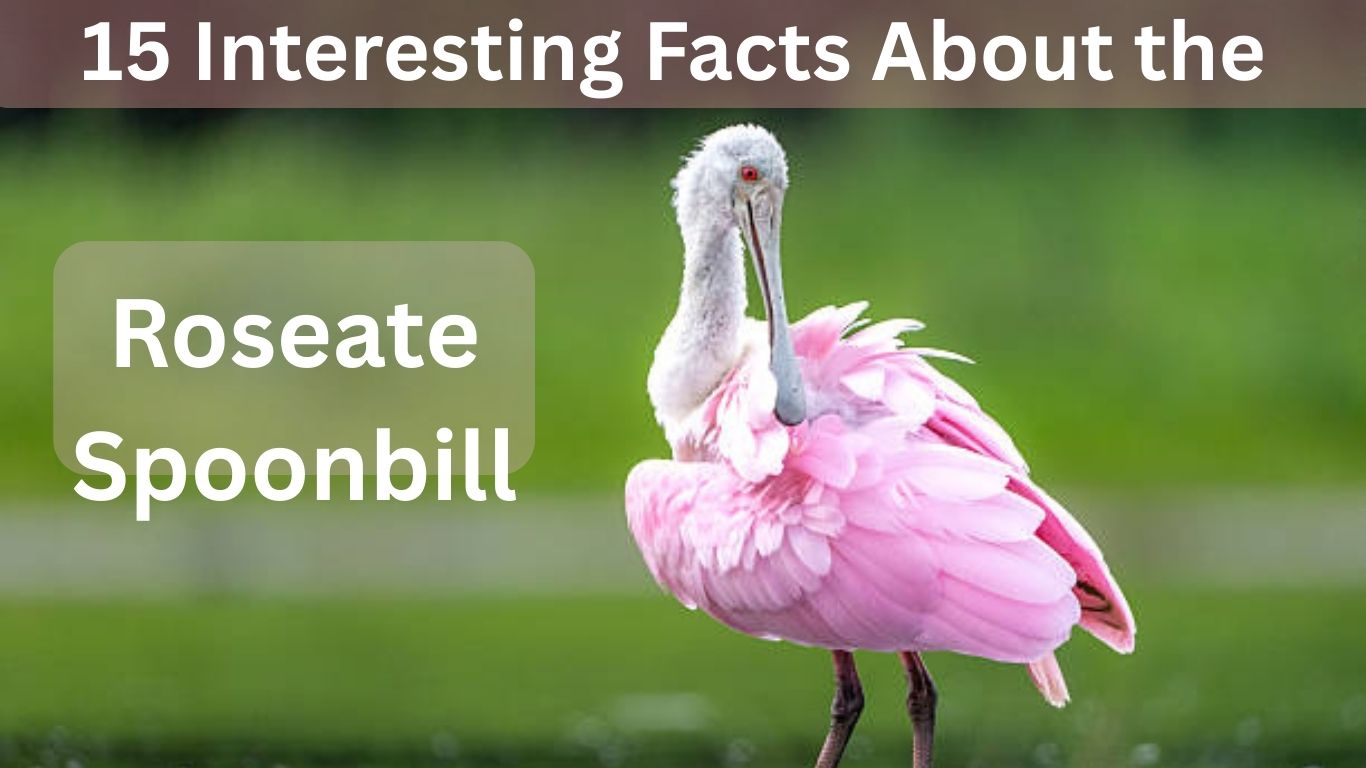 15 Interesting Facts About the Roseate Spoonbill