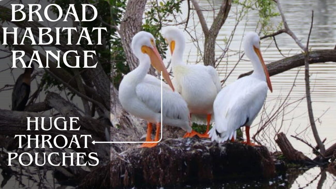 15 Interesting Facts About the American White Pelican