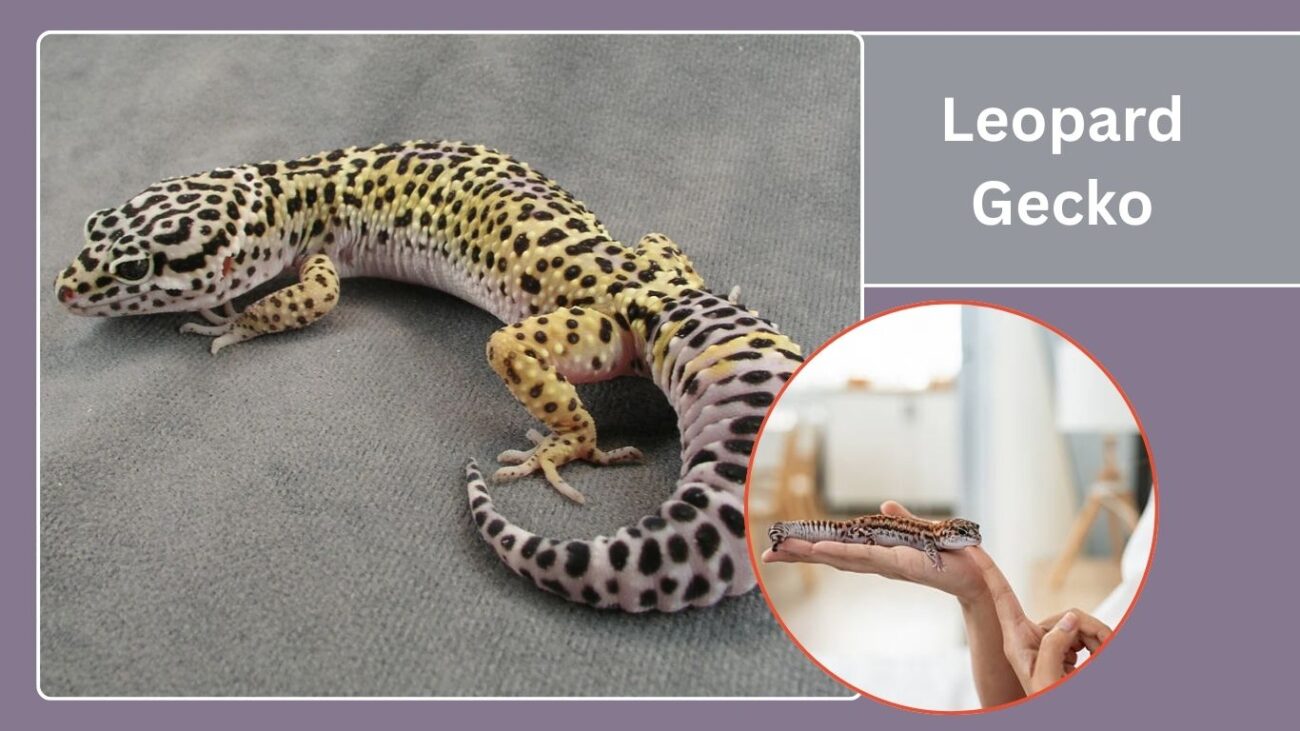 Leopard Gecko