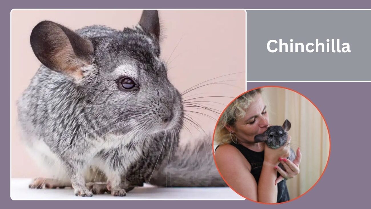 Chinchilla