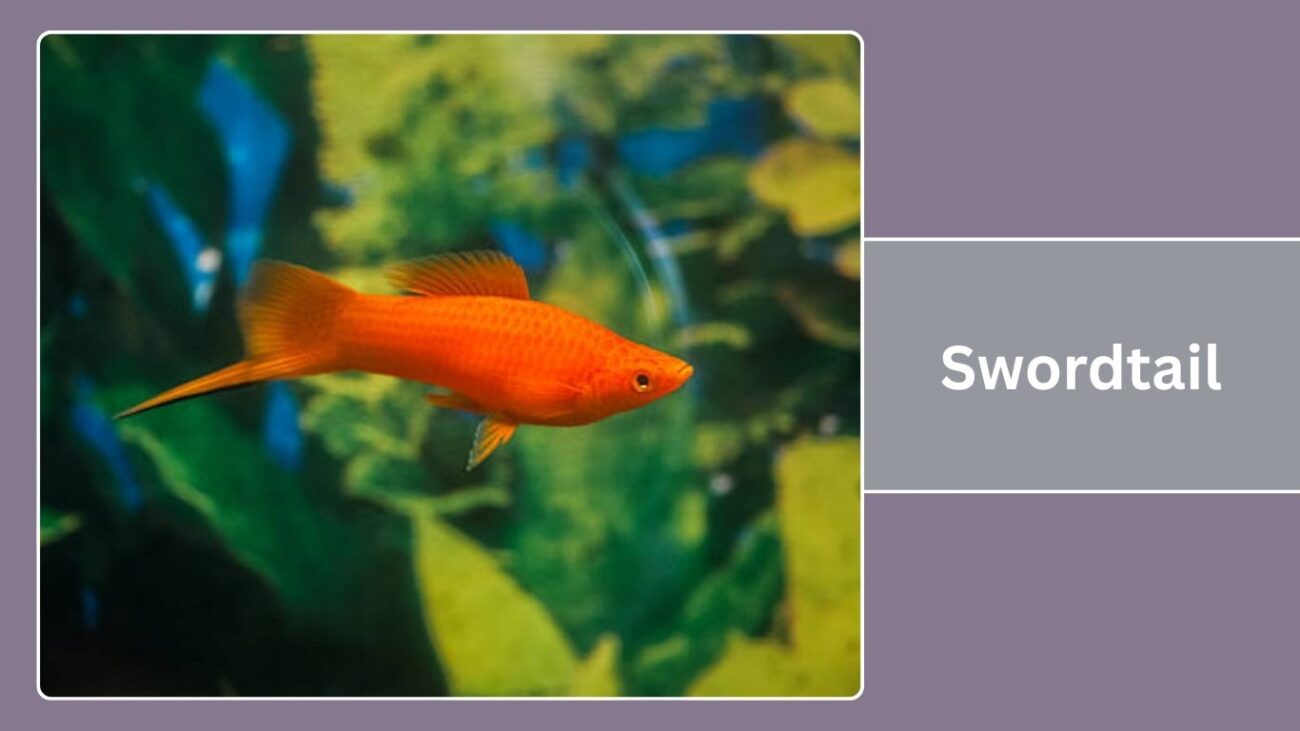 Swordtail