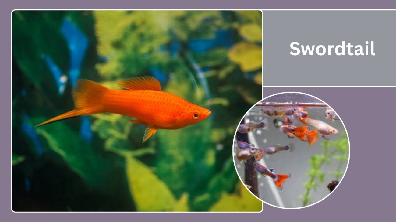 Swordtail