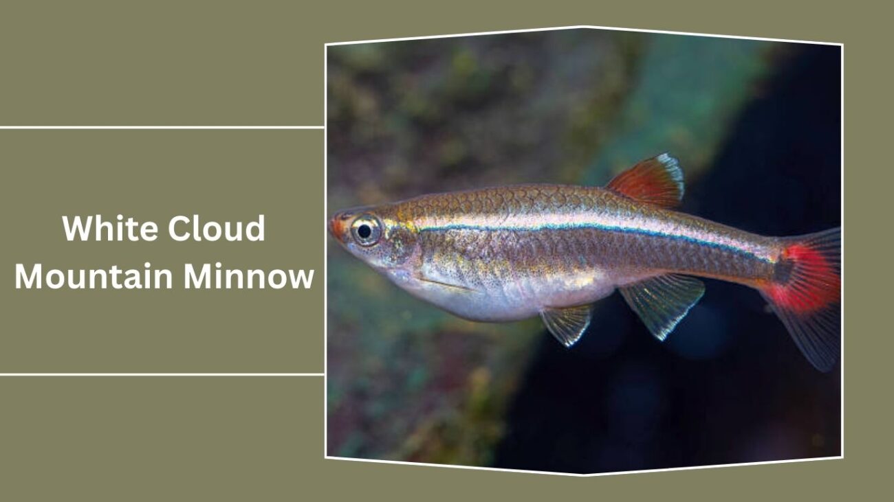 White Cloud Mountain Minnow
