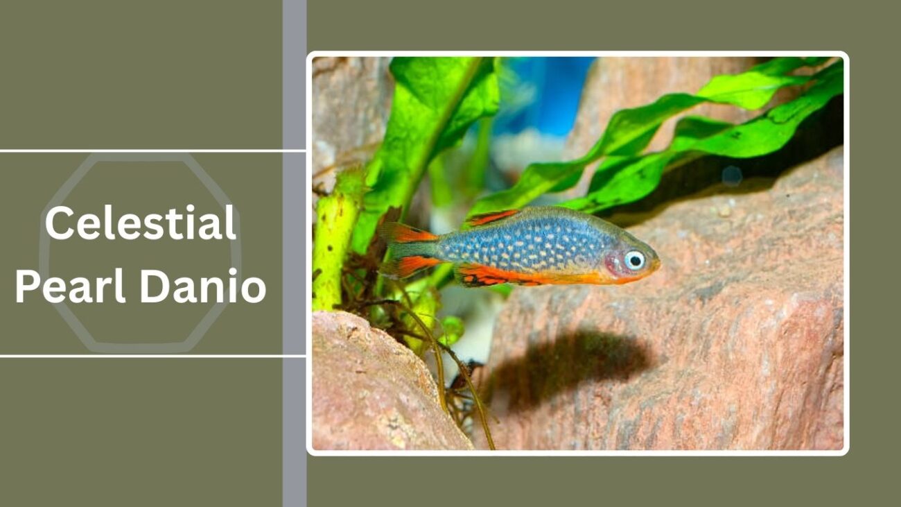  Celestial Pearl Danio