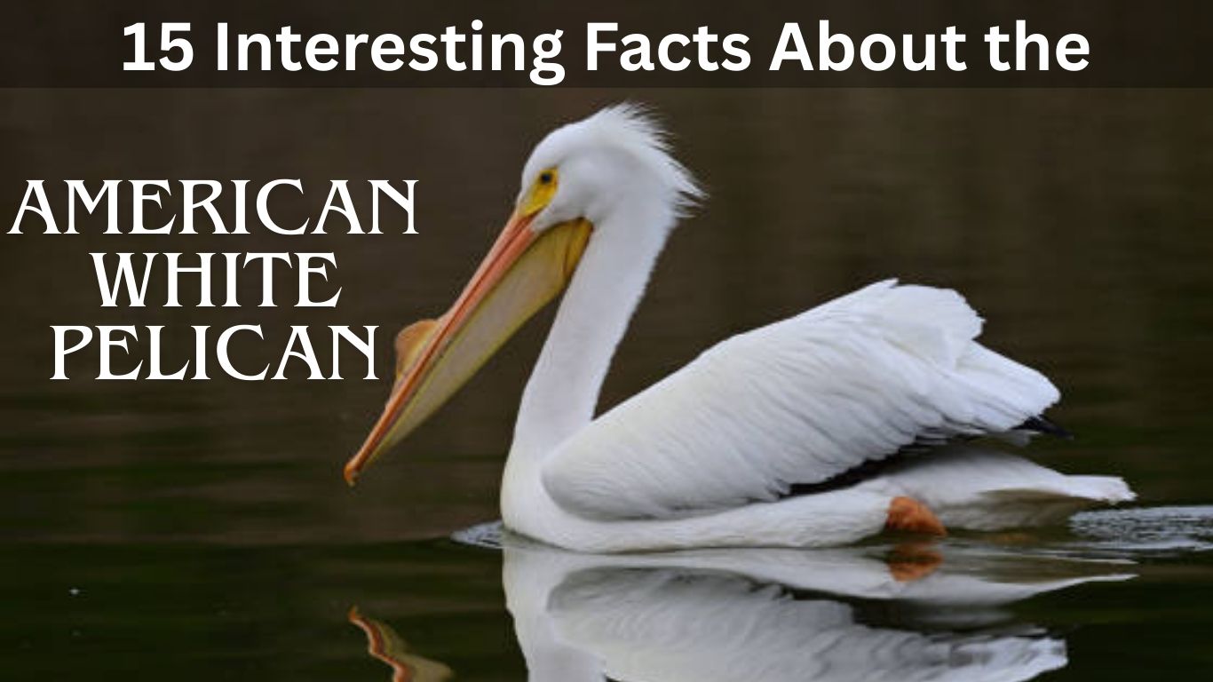 15 Interesting Facts About the American White Pelican