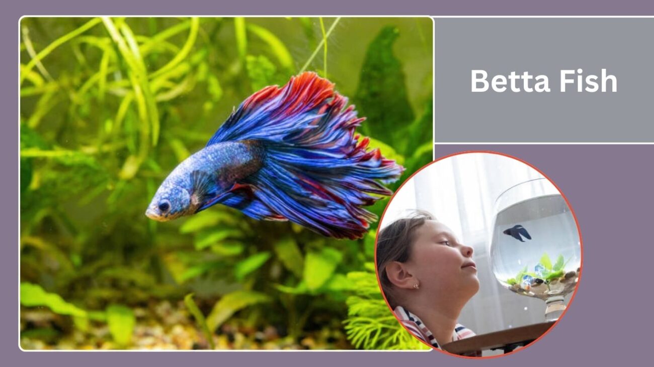 Betta Fish