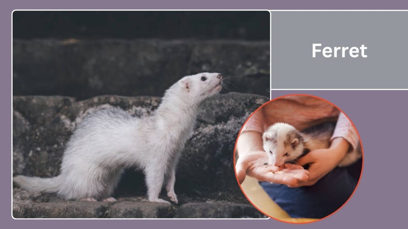 Ferret