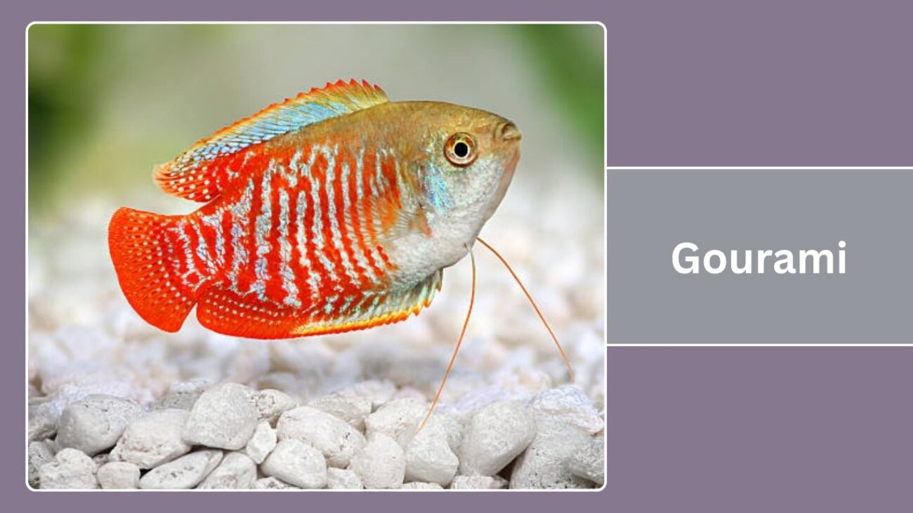 Gourami