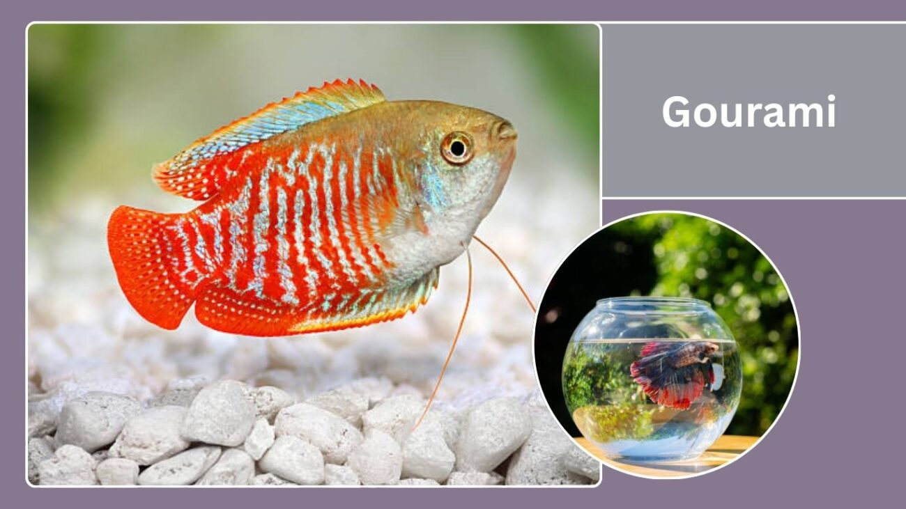 Gourami
