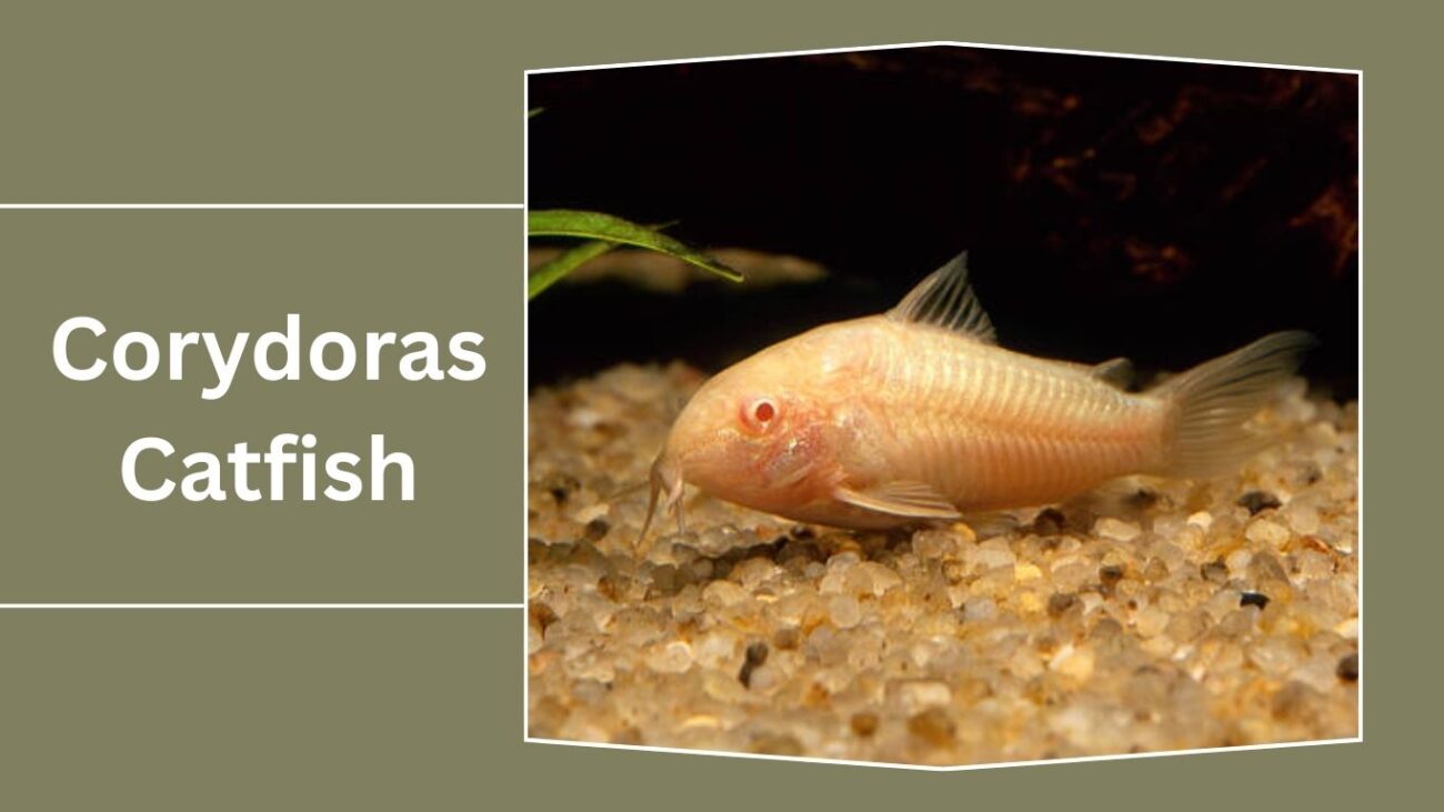 Corydoras Catfish (Dwarf Types)