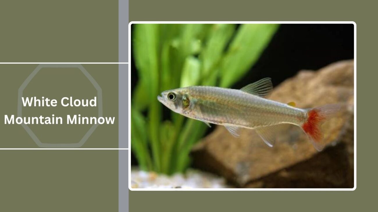White Cloud Mountain Minnow