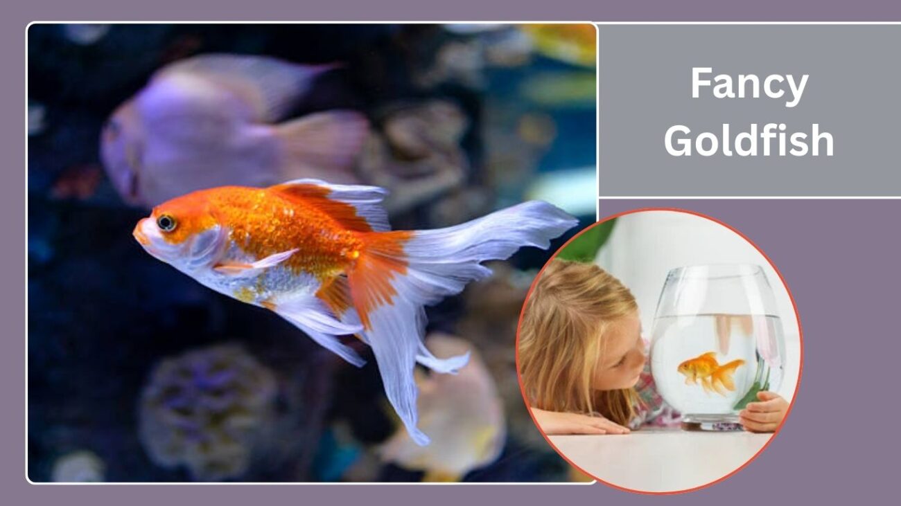 Fancy Goldfish