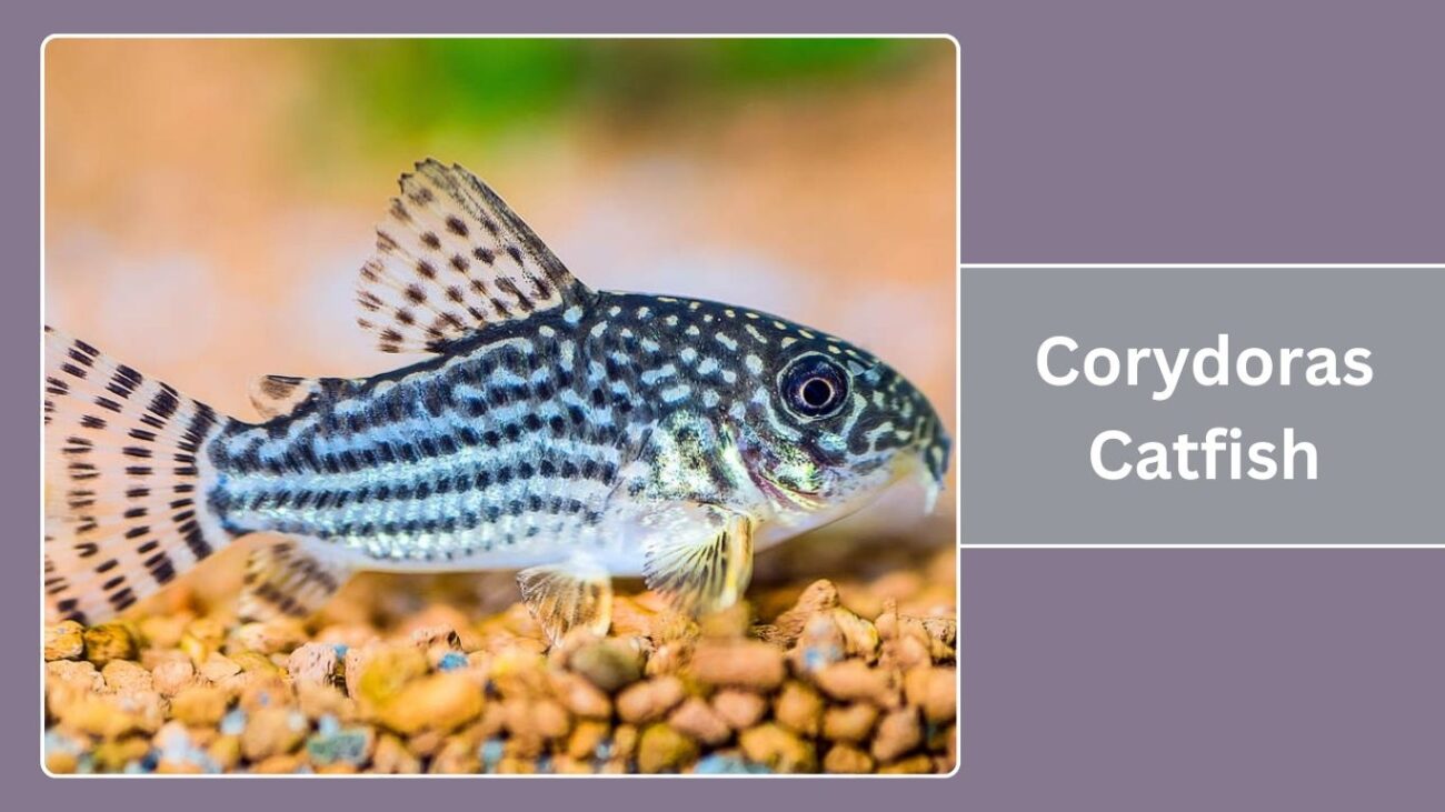 Corydoras Catfish
