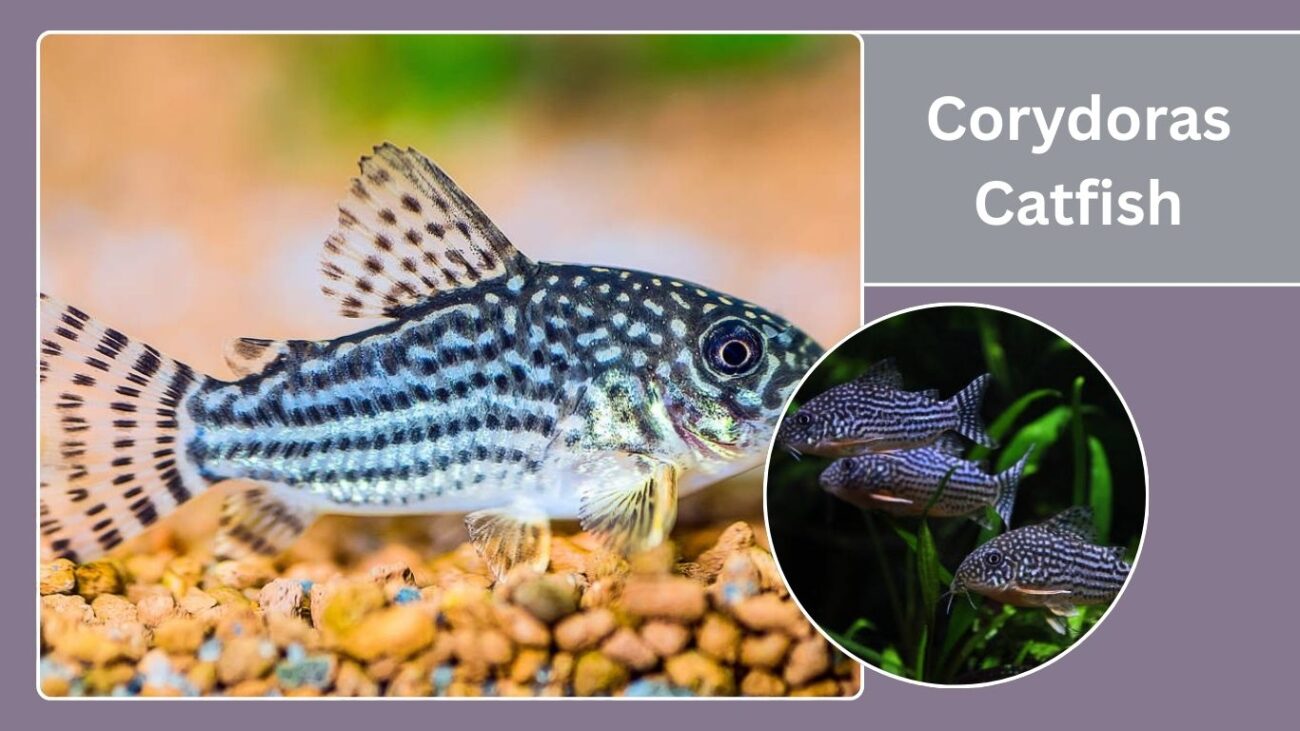 Corydoras Catfish