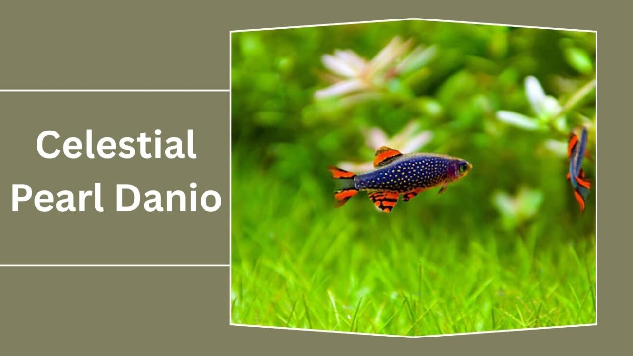 Celestial Pearl Danio