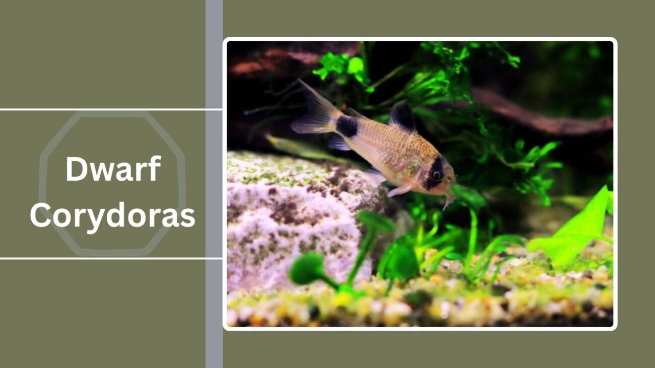 Dwarf Corydoras