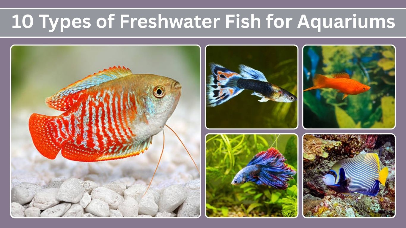 10 Types of Freshwater Fish for Aquariums